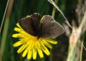 Ringlet var